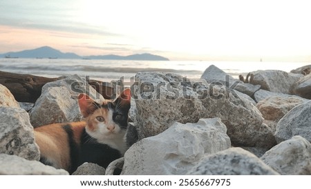 Similar – Image, Stock Photo When even cats no longer take the most direct route.