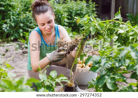 Young woman working in vegetable garden. Holding and looking at bush of dug potatoes.