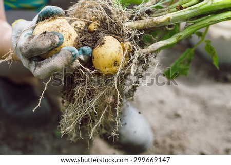 Hands in gloves holding fresh bush unwashed organic potatoes from the soil. Close up, soft-focus.