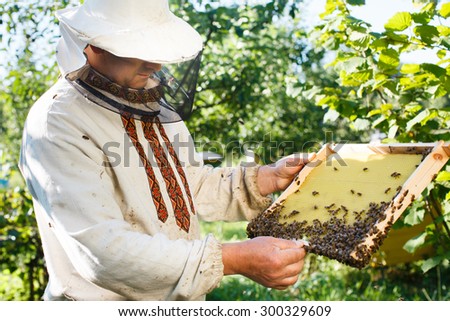 Concentrated beekeeper wearing in a protective hat and white shirt is looking on the frame of honeycomb with working bees, in the yard, waist up