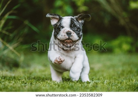 Similar – Image, Stock Photo french bulldog puppy in his best friend hands