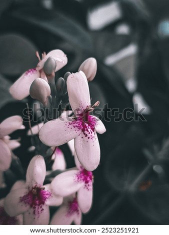 Image, Stock Photo Yellow-red form of Echinacea purpurea from North America, inflorescences