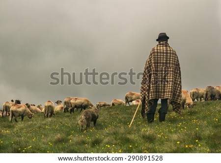 Shepherd and his flock of sheep