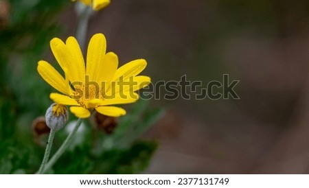 Similar – Image, Stock Photo Flowering Chrysantems