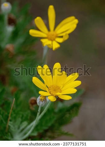 Similar – Image, Stock Photo Flowering Chrysantems