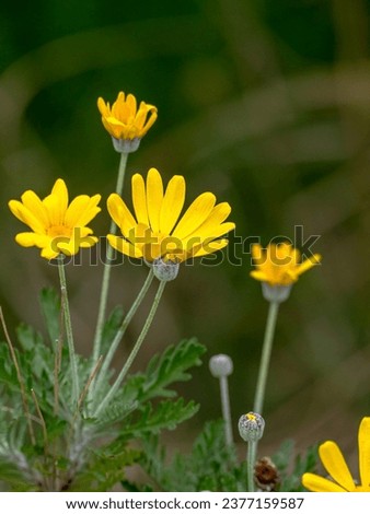 Similar – Image, Stock Photo Flowering Chrysantems