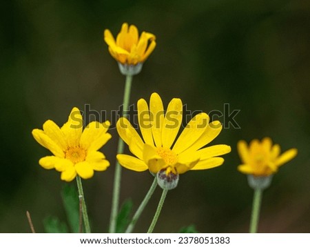 Similar – Image, Stock Photo Flowering Chrysantems