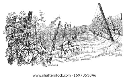 Landscape with of vineyard. Closeup bushes of grapes on hill. illustration in sketch style isolated on white background