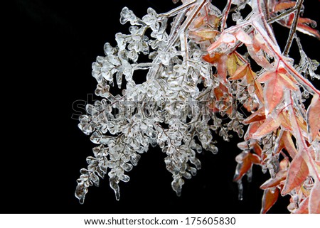 a red and white branch covered in ice with red leaves and black background
