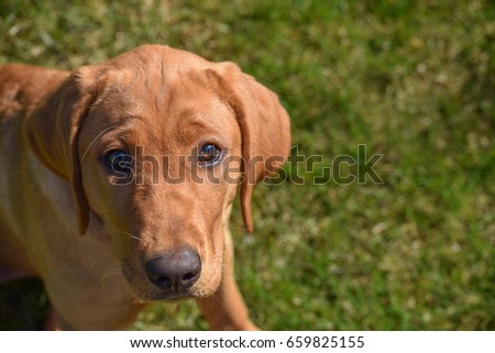 Red Fox Labrador Stock Photos Stock Images And Vectors Stockfresh