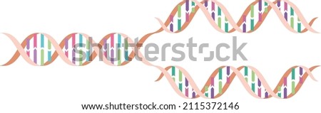 DNA replication. DNA molecules. DNA double helix process 商業照片 © 
