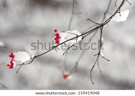 Branch with red flower in snow