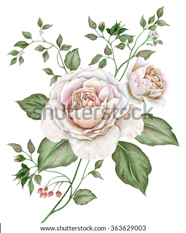 Watercolor vintage image with english roses isolated on white background
