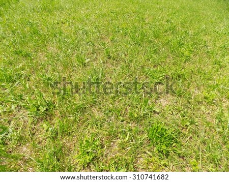 Meadow texture