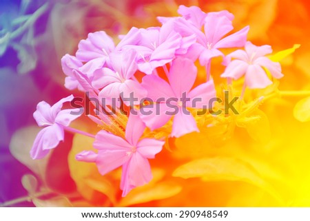 Sweet flowers colorful soft blur background.