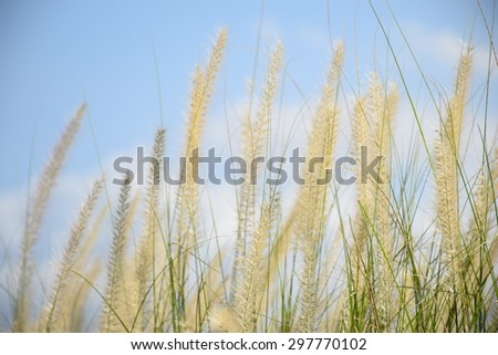 Beautiful grass and cloud sky. [ Reference image ]