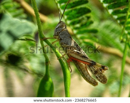 Lt is a wild spider  known as locust  Stock fotó © 