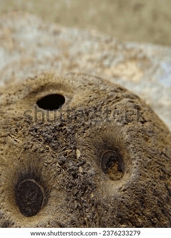 Lt is a desiccated coconut shell with three eyes Stock fotó © 