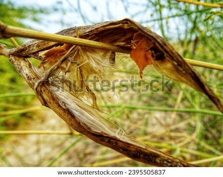 Lt is a desert dried flower  Stock fotó © 