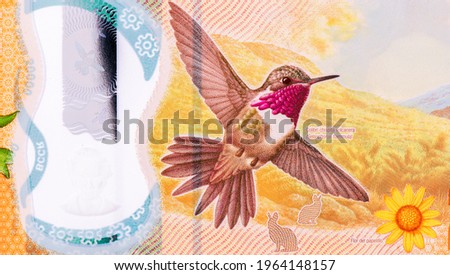 Chispita hummingbird, Portrait from Costa Rica 20,000 Colones 2018-2020 Polimer Banknotes. Stok fotoğraf © 