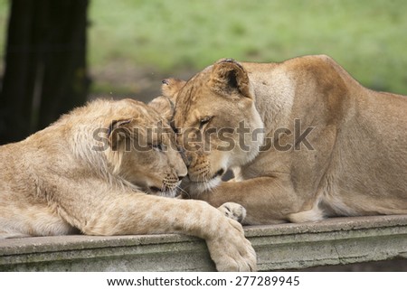 lion mother and cub