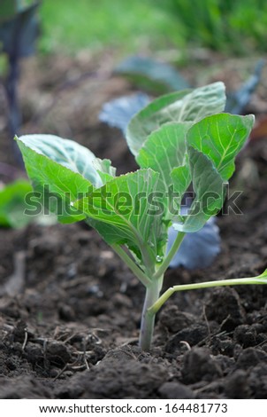 Young green cabbage sprouts on the vegetable bed