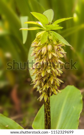 Similar – Image, Stock Photo Inflorescence of Eucomis bicolor, crested lily, bulbous flower from Natal and the Drakensberg Mountains