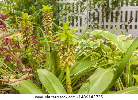 Similar – Image, Stock Photo Inflorescence of Eucomis bicolor, crested lily, bulbous flower from Natal and the Drakensberg Mountains