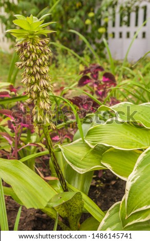 Similar – Image, Stock Photo Inflorescence of Eucomis bicolor, crested lily, bulbous flower from Natal and the Drakensberg Mountains