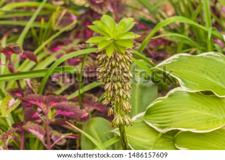 Similar – Image, Stock Photo Inflorescence of Eucomis bicolor, crested lily, bulbous flower from Natal and the Drakensberg Mountains