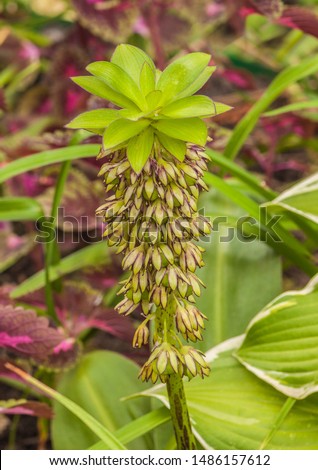 Similar – Image, Stock Photo Inflorescence of Eucomis bicolor, crested lily, bulbous flower from Natal and the Drakensberg Mountains