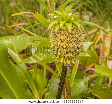 Similar – Image, Stock Photo Inflorescence of Eucomis bicolor, crested lily, bulbous flower from Natal and the Drakensberg Mountains