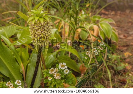 Image, Stock Photo Inflorescence of Eucomis bicolor, crested lily, bulbous flower from Natal and the Drakensberg Mountains