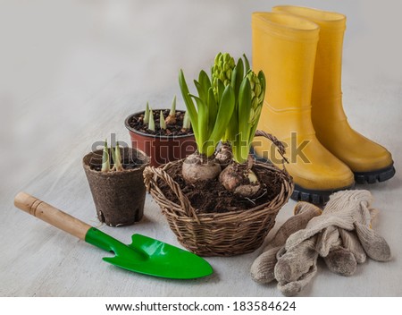 Three hyacinth in basket, garden tools and flower seedlings on the background of yellow rubber boots