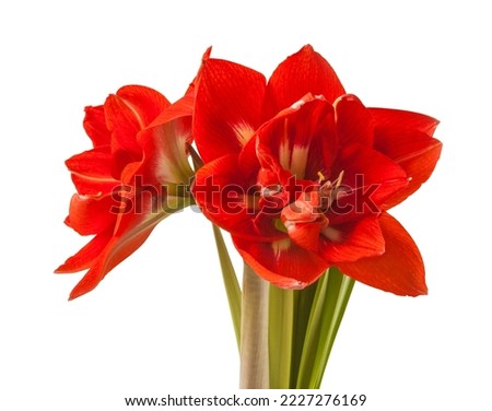 Similar – Foto Bild Rote Amaryllis rot