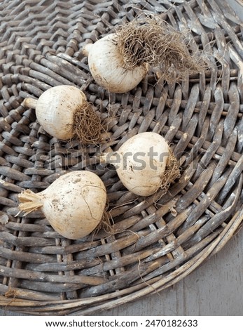 Similar – Image, Stock Photo ornamental onion allium