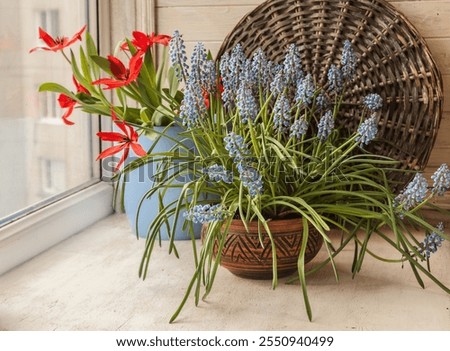 Similar – Image, Stock Photo A grape hyacinth blooms in the garden, moistened with drops of water.