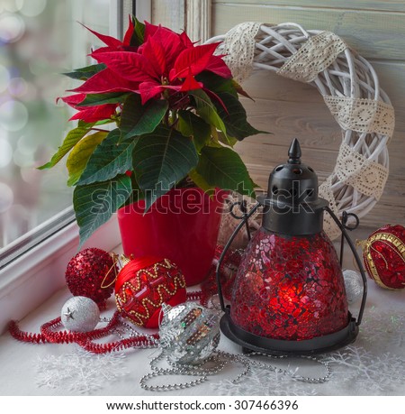 Decor winter window on the eve of Advent with Christmas star  (Euphorbia pulcherrima)