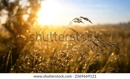 Image, Stock Photo dry grass Summer grass