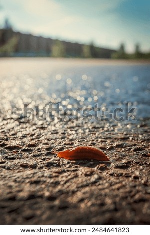 Similar – Foto Bild Nacktschnecke kriecht vor einem Auto über einen Weg