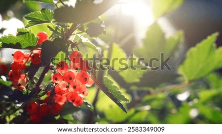 Similar – Image, Stock Photo Ripe red currants hang on the bush