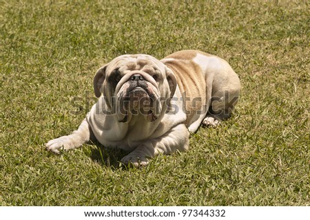 English Bulldog lying on the lawn. Outdoors portrait.