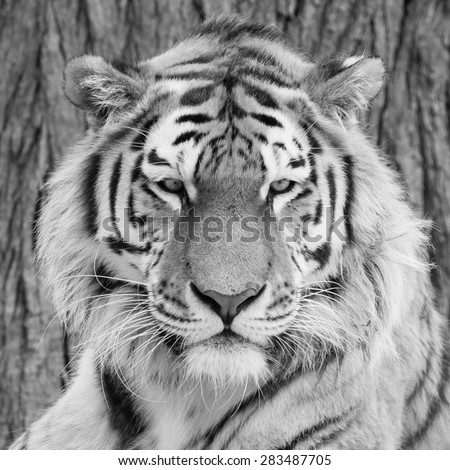 Amur Tiger black and white, Panthera tigris ataica
