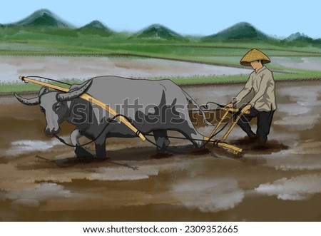 plowing the fields using buffaloes in the fields