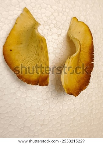 Similar – Image, Stock Photo Toadstool grows behind a mysterious light green spot on the forest floor