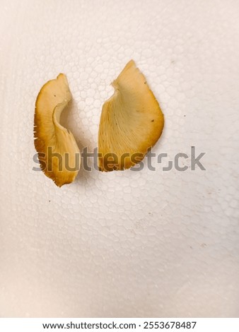 Similar – Image, Stock Photo Toadstool grows behind a mysterious light green spot on the forest floor