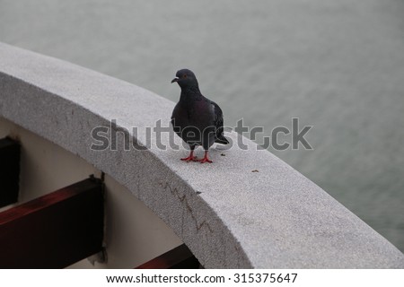 Dove gray on the balcony