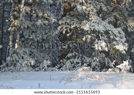 beautiful landscapes in the winter forest. it is a clear sunny day