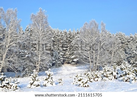 beautiful landscapes in the winter forest. it is a clear sunny day