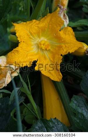 Shooting Zucchini Star\
A yellow zucchini plant with a flower in full bloom and a yellow zucchini behind it.